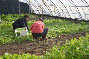 Innovare e sviluppare conoscenza: l’agricoltura in Basilicata