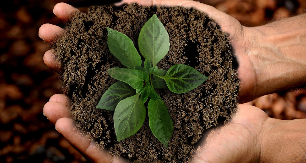 Agricoltura sociale come innovazione sociale. Il ruolo del Forum Nazionale dell’Agricoltura sociale